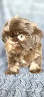 Linus, a male Shih Tzu for sale in Camilla, GA – 2 of 6