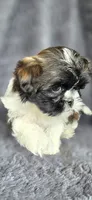 Bonnie, a female Shih Tzu for sale in Camilla, GA – 2 of 6