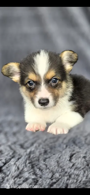Scooby – Cardigan Welsh Corgi, Pembroke Welsh Corgi puppy for sale in Camilla, GA