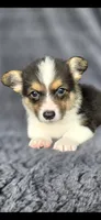 Scooby, a male Cardigan Welsh Corgi and Pembroke Welsh Corgi for sale in Camilla, GA – 1 of 4