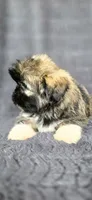 Rip, a male Shih Tzu for sale in Camilla, GA – 2 of 6