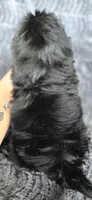 Big Mac, a male Shih Tzu for sale in Camilla, GA – 6 of 6