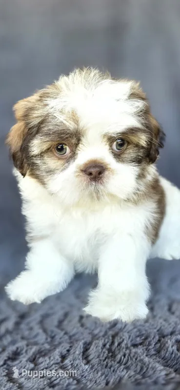 Papi – Shih Tzu puppy for sale in Camilla, GA