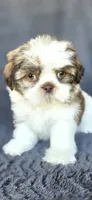Papi, a male Shih Tzu for sale in Camilla, GA – 1 of 7
