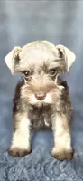 Tesla, a female Miniature Schnauzer for sale in Camilla, GA – 2 of 5