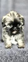 Frise, a male Shih Tzu for sale in Camilla, GA – 4 of 7