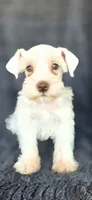 Nestle, a female Miniature Schnauzer for sale in Camilla, GA – 4 of 4