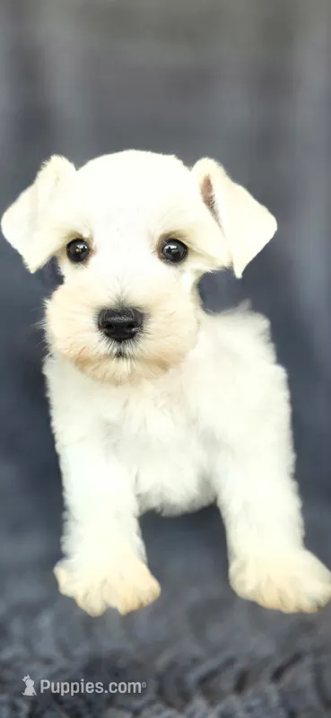 Chevy – Miniature Schnauzer puppy on hold in Camilla, GA