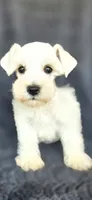 Chevy, a male Miniature Schnauzer for sale in Camilla, GA – 1 of 4