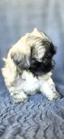 Duce, a male Shih Tzu for sale in Camilla, GA – 7 of 7
