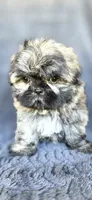 Alexa, a female Shih Tzu for sale in Camilla, GA – 6 of 8