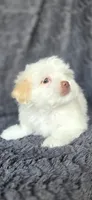 Snow, a female Maltese and Shih Tzu for sale in Camilla, GA – 6 of 6