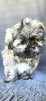 Alexa, a female Shih Tzu for sale in Camilla, GA – 7 of 8