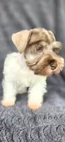 Panda, a male Miniature Schnauzer for sale in Camilla, GA – 4 of 6
