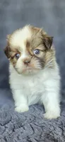 Sophia, a female Pomeranian and Shih Tzu for sale in Camilla, GA – 3 of 7