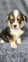 Click, a male Cardigan Welsh Corgi and Pembroke Welsh Corgi for sale in Camilla, GA – 2 of 5
