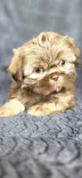 Charlie Brown, a male Shih Tzu for sale in Camilla, GA – 5 of 5