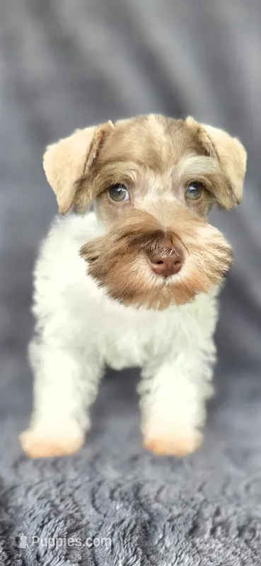 Panda – Miniature Schnauzer puppy for sale in Camilla, GA