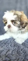 Papi, a male Shih Tzu for sale in Camilla, GA – 4 of 7