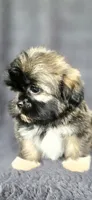 Rip, a male Shih Tzu for sale in Camilla, GA – 5 of 6