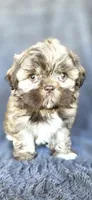 Meme, a female Shih Tzu for sale in Camilla, GA – 6 of 7