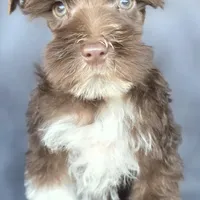 Fonzy, a male Miniature Schnauzer for sale in Camilla, GA – Photo 1 of 9