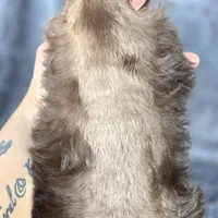 Fonzy, a male Miniature Schnauzer for sale in Camilla, GA – Photo 5 of 9