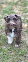 Fonzy, a male Miniature Schnauzer for sale in Camilla, GA – Photo 7 of 9