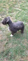 Fonzy, a male Miniature Schnauzer for sale in Camilla, GA – Photo 9 of 9