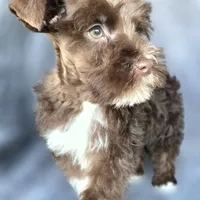Fonzy, a male Miniature Schnauzer for sale in Camilla, GA – Photo 2 of 9