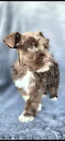 Fonzy, a male Miniature Schnauzer for sale in Camilla, GA – Photo 2 of 5