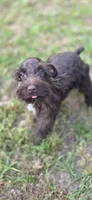 Fonzy, a male Miniature Schnauzer for sale in Camilla, GA – Photo 6 of 9