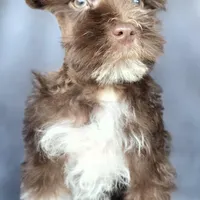 Fonzy, a male Miniature Schnauzer for sale in Camilla, GA – Photo 4 of 9