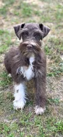 Fonzy, a male Miniature Schnauzer for sale in Camilla, GA – Photo 8 of 9