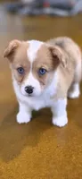 Bluey, a female Cardigan Welsh Corgi and Pembroke Welsh Corgi for sale in Camilla, GA – 6 of 7