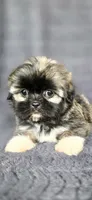 Rip, a male Shih Tzu for sale in Camilla, GA – 3 of 6