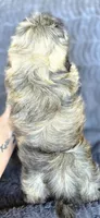 Alexa, a female Shih Tzu for sale in Camilla, GA – 8 of 8