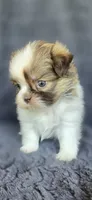 Sophia, a female Pomeranian and Shih Tzu for sale in Camilla, GA – 4 of 7