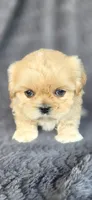 Clyde, a male Shih Tzu for sale in Camilla, GA – 2 of 5