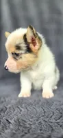Candy, a female Cardigan Welsh Corgi and Pembroke Welsh Corgi for sale in Camilla, GA – 4 of 6