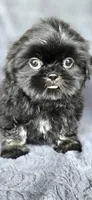 Big Mac, a male Shih Tzu for sale in Camilla, GA – 1 of 6