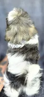 Mater, a male Shih Tzu for sale in Camilla, GA – 5 of 5