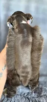 Ruger, a male Miniature Schnauzer for sale in Camilla, GA – 4 of 5