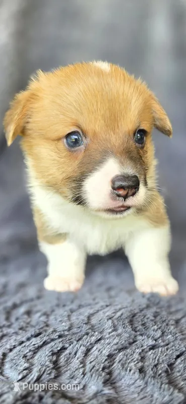 Juana – Cardigan Welsh Corgi, Pembroke Welsh Corgi puppy for sale in Camilla, GA