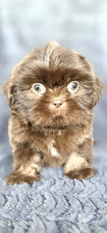 Linus – Shih Tzu puppy on hold in Camilla, GA