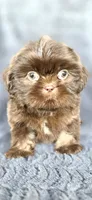 Linus, a male Shih Tzu for sale in Camilla, GA – 1 of 6