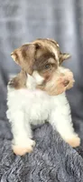 Hugo, a male Miniature Schnauzer for sale in Camilla, GA – 5 of 6