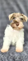 Panda, a male Miniature Schnauzer for sale in Camilla, GA – 3 of 6
