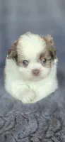 Dorothy, a female Pomeranian and Shih Tzu for sale in Camilla, GA – 2 of 5