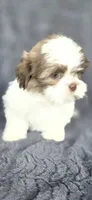 Snoopy , a male Shih Tzu for sale in Camilla, GA – 4 of 6